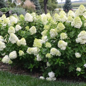 목수국 라임라이트 15cm 포트묘 관상수 조경수 나무수국 묘목