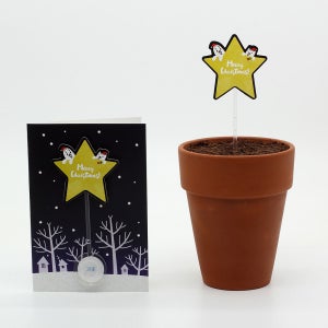 크리스마스 씨앗카드 별 과꽃 식물 키우기 키트 씨앗키트 선물 자연학습 틔움세상