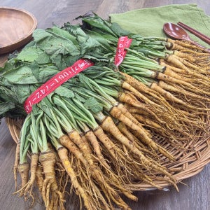 국산 쌉싸름한 고들빼기 제철 별미김치 생꼬들빼기 김치용 나물용 1단,2단,3단 대용량