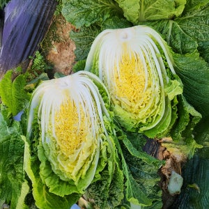 문경골 고랭지 배추 3포기 김장배추 생배추 통배추