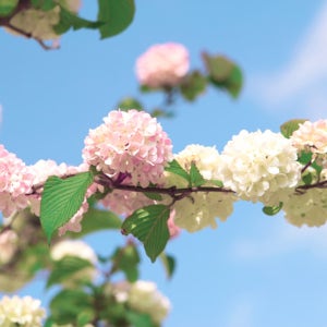 분홍설구화 핑크오데마리 수고 70cm 관상수 조경수 묘목