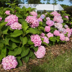 수국 엔들레스썸머 오리지널 20cm 포트묘 관상수 조경수 묘목