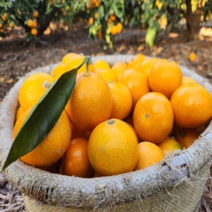 제주 프리미엄 노지 조생 감 귤 하우스 황금향 밀감 3kg 5kg 10kg