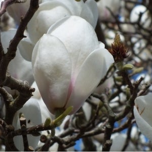 목련 로터스 접목 2년 포트묘 관상수 조경수 묘목