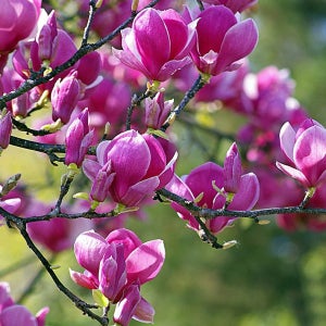 목련 블랙튤립 접목 2년 포트묘 관상수 조경수 묘목