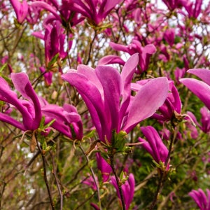 목련 수잔 접목 2년 포트묘 관상수 조경수 묘목