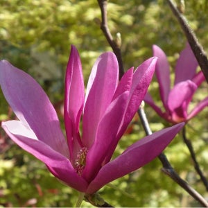 목련 수잔 삽목 3년 포트묘 관상수 조경수 묘목