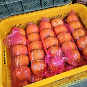 산지직송 줄단감 부유단감 5kg 10kg 고당도 16brix 햇 단감