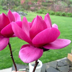 목련 클레오파트라 접목 2년 포트묘 관상수 조경수 묘목