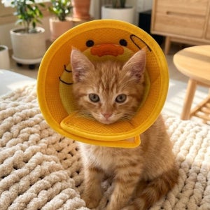 초경량 통기성 3D 넥카라 강아지 고양이 수술상처 목 보호 경량 목보호대 S