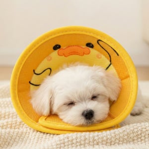 초경량 통기성 3D 넥카라 강아지 고양이 수술상처 목 보호 경량 목보호대 L