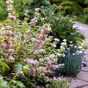 무늬 병꽃나무 바리에가타 수고 30cm 포트묘 관상수 조경수 묘목