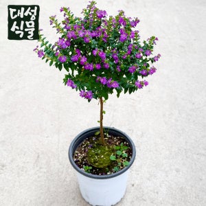 쿠페아 외목대 (H45) 토피어리 사계절 보라색꽃 키우기 쉬운 구피아 후페야 대성식물