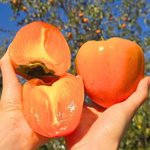 고당도 햇 대봉감 진영 단감 청도반시 후숙 홍시 감 5kg 중과