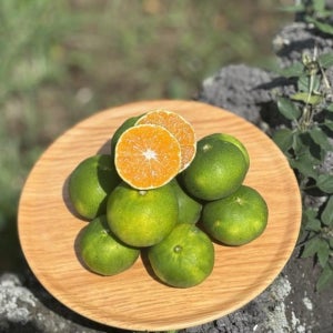 극조생귤 조생 제주 극조생 서귀포귤 노지 키로 감귤 산지직송 중대과 11Brix, 3kg, 1개