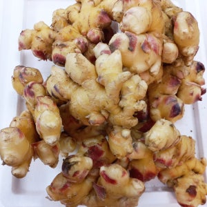 25년도 햇생강 강원도 정선 특품 국 3kg 5kg 10kg 1박스 흙생강 직배송