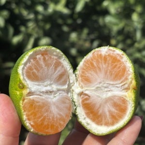 극조생귤 조생 제주 극조생 서귀포귤 노지 키로 감귤 산지직송 로얄과 11Brix, 3kg, 1개