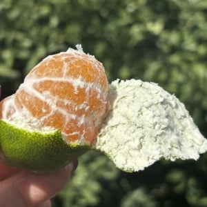 극조생귤 조생 제주 극조생 서귀포귤 노지 키로 감귤 산지직송 로얄과 11Brix, 5kg, 1개