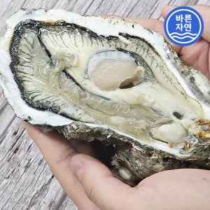 바른자연 통영 삼배체굴 1kg 2-4미 횟감용 대왕굴 사계절 여름 생굴 오이스터