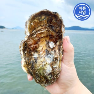 바른자연 통영 삼배체굴 1kg 2-4미 횟감용 대왕굴 사계절 여름 생굴 오이스터