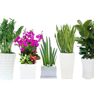 대형 개업화분 축하화분 승진 축하 집들이 금전수 관엽 서양란 동양란 전국배달