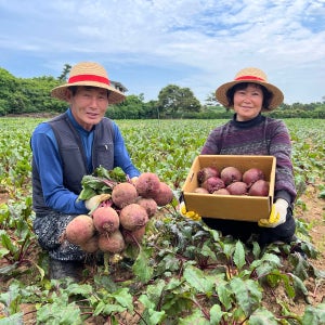 제주 우수농산물 햇 레드비트 2kg 3kg