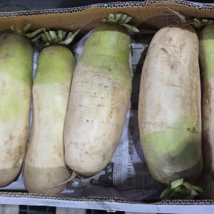 국내산 강원도 무 10kg 20kg 동치미무 김장무