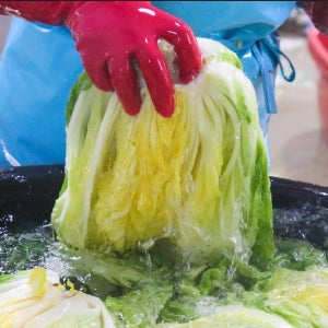 해남절임배추 명품 해풍 김장 절인배추 20kg 10kg