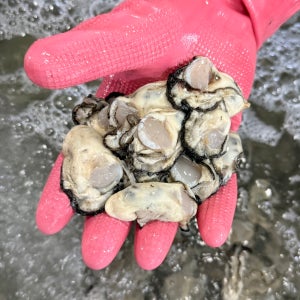 신선만 통영 굴 생굴 제철 깐굴 석화 산지직송 1kg