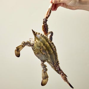 국내산 꽃게 알배기 연평도 최고급 암꽃게 3-4미 대중 1kg, 1개