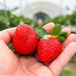 딸기 설향 금실 죽향 킹스베리 750g