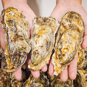 당일채취 국내산 석화 5kg 10kg 각굴 통영 굴 여수 별미 구이 찜