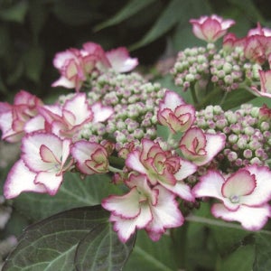 수국 러브유키스 13cm 포트묘 관상수 조경수 묘목