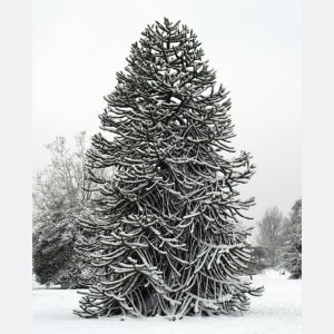 아라우카리아 소나무 몽키퍼즐트리 실생 2년 포트묘 관상수 조경수 침엽수 묘목