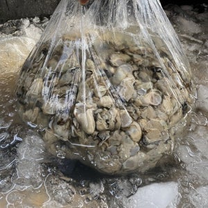 통영 제철 생굴 2kg 굴회 최상급 굴 횟감 굴전 깐굴 알굴