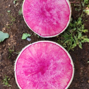 제철 수박무 제주 월동 햇 세척 과일무 빨간 동치미 5kg