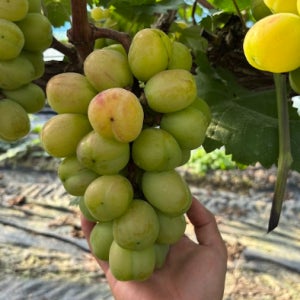 바이올렛킹포도 레드샤인머스캣 붉은샤인머스캣 신품종 고당도보랏빛 20brix 선물용 가정용