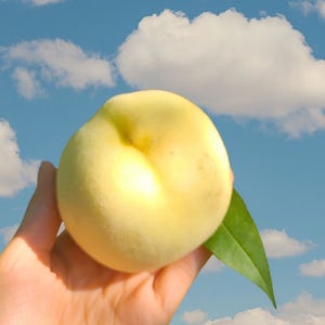 복숭아 겨울복숭아 설도 설아 설리 제철 임산부과일 백도 말랑이 고당도 500g