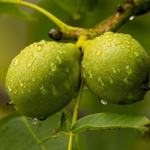 호두나무 묘목 신령 3년