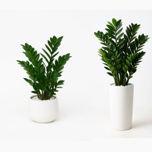 대전 금전수 돈나무 개업 개업식 배달