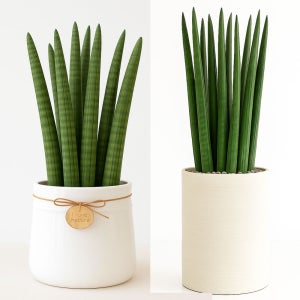 부천 개업 축하 거실화분 스투키 소형 중형