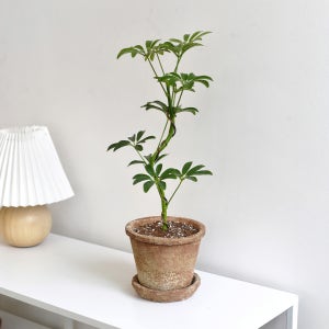 마이플랜트 아티크 화분 S자 수형 홍콩야자 식재 세트 화분 집들이 카페 화초 선물