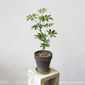 마이플랜트 블랙 플리츠팟 S자 수형 홍콩야자 식재 세트 화분 집들이 카페 화초 선물