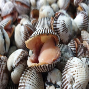 당일조업 채취한 새꼬막 3kg (300미내외) 산지직송 제철 꼬막