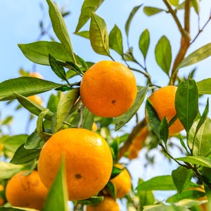 고당도 제주 타이벡 노지 감귤 밀감 조생 귤 타이백 가정용 산지직송