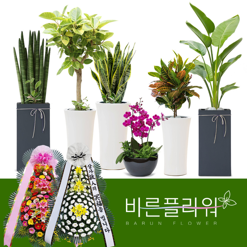 철골소심 동양란 승진 인사이동 개업 전국 꽃배달서비스