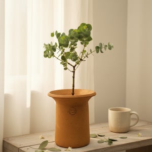 유칼립투스 공기정화식물 소형 반려식물 키우기 플랜트메이트