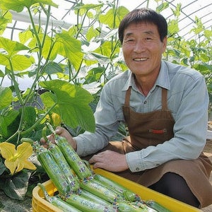 산지직송 특품 주키니 애호박 요리용 250g, 5개