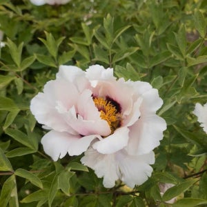 이토 작약 수입 목단 채희 포트묘 15cm