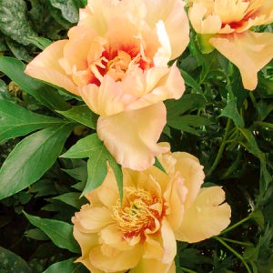 이토 작약 수입 목단 캐리의추억 포트묘 15cm